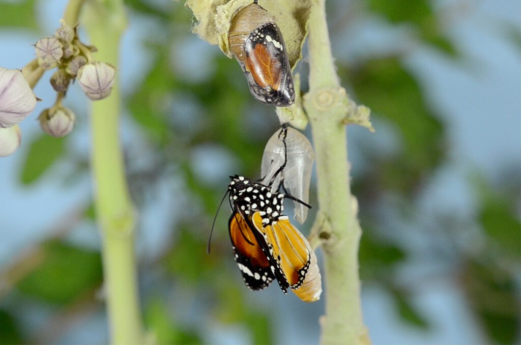 Mariposa saliendo del capullo que representa a un adulto descubriendo que es autista.