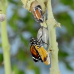 Mariposa saliendo del capullo que representa a un adulto descubriendo que es autista.