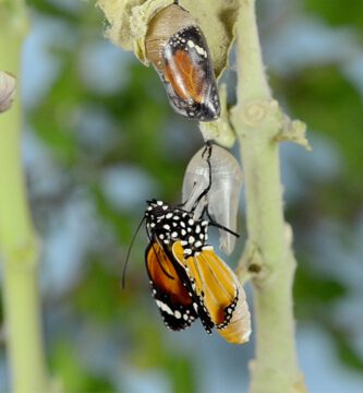 Mariposa saliendo del capullo que representa a un adulto descubriendo que es autista.