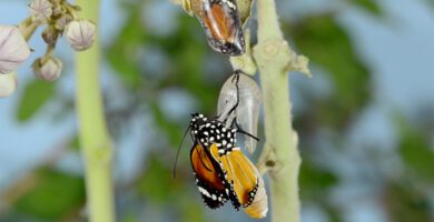 Mariposa saliendo del capullo que representa a un adulto descubriendo que es autista.